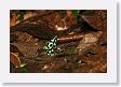 SelvaVerde - 078 * Green and Black Poison Dart Frog * Green and Black Poison Dart Frog